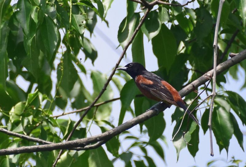 Orchard oriole at Hays Woods, May 2018 (photo by Todd Hooe)