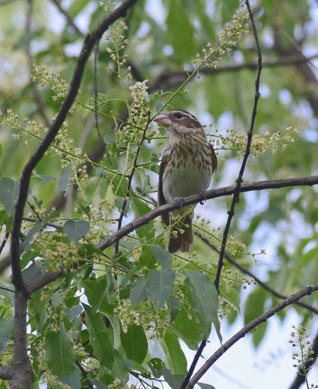 Rose-breasted grosbeak, female, at Hays Woods May 2018 (photo by Todd Hooe)