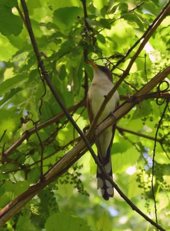 Yellow-billed cuckoo at Hays Woods, May 2018 (photo by Todd Hooe)